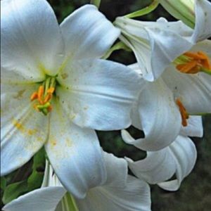 Meet your Posher, Maria